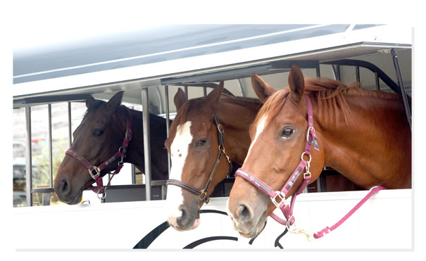 Van chevaux, vans chevaux, remorque cheval, remorque hippique